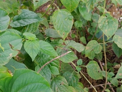 Brachydiplax sobrina