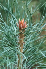 Pinus sylvestris