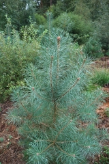 Pinus sylvestris