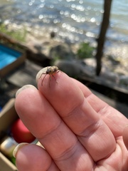 Curculionoidea