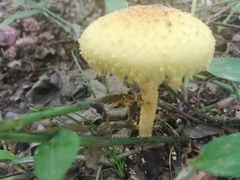 Leucocoprinus birnbaumii