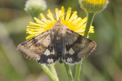 Heliothis viriplaca