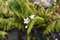 Saxifraga bronchialis