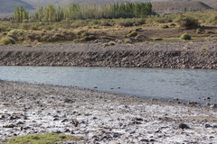 Lophonetta specularioides