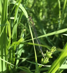 Coenagrion pulchellum