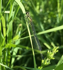 Coenagrion pulchellum