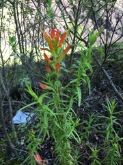 Castilleja auriculata