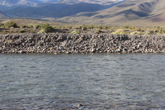 Lophonetta specularioides