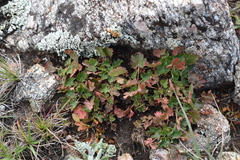 Heuchera parvifolia