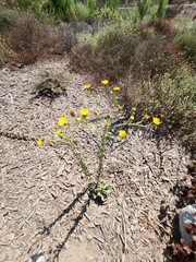 Heterotheca grandiflora