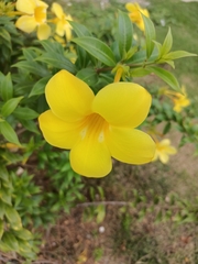 Allamanda