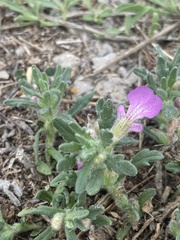 Ajuga iva iva