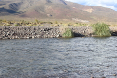 Lophonetta specularioides