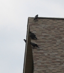Corvus
