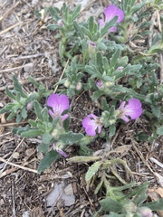 Ajuga iva iva