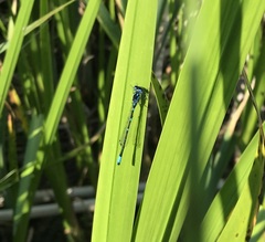 Coenagrion pulchellum