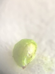 Ranunculus trichophyllus