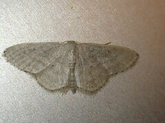 Idaea subsericeata