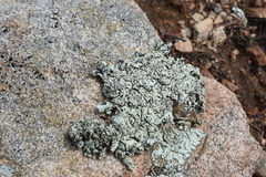 Xanthoparmelia cumberlandia