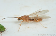 Odontomachus ruginodis