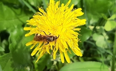 Xanthocampsomeris limosa