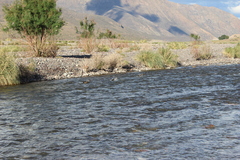 Lophonetta specularioides