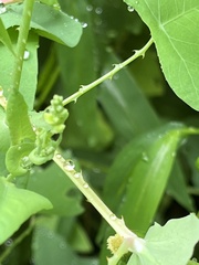 Persicaria perfoliata