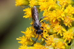 Sphecodes