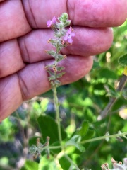 Aloysia macrostachya