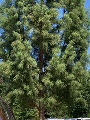Taxodium distichum