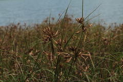 Bolboschoenus maritimus