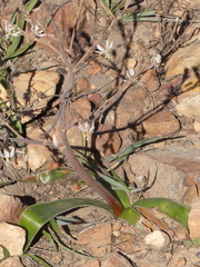 Trachyandra muricata