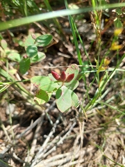 Hypericum fraseri