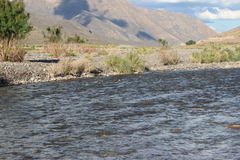 Lophonetta specularioides