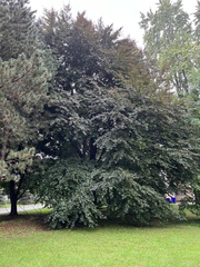 Carya illinoinensis