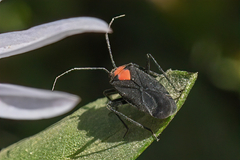 Hemiptera