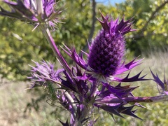 Eryngium leavenworthii