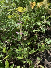 Desmodium psilophyllum