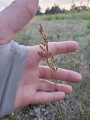 Juncus tenuis
