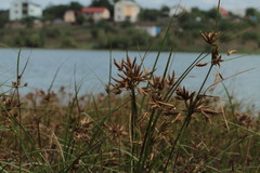 Bolboschoenus maritimus