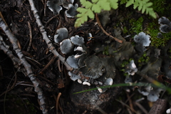 Peltigera canina