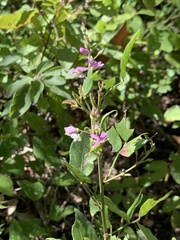 Desmodium psilophyllum