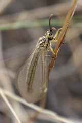 Myrmecaelurus trigrammus