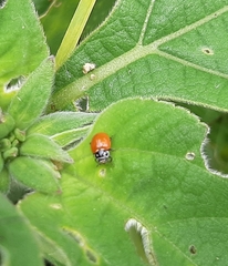 Cycloneda emarginata