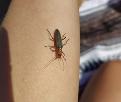 Copidita quadrimaculata