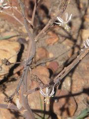 Trachyandra muricata