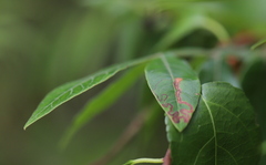 Stigmella intermedia