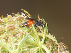 Astata