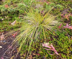 Festuca altaica