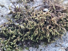 Hedwigia ciliata